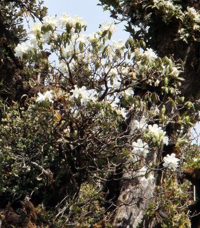 Rhododendron veitchianum, photographed by Jean-Paul Boerekamps