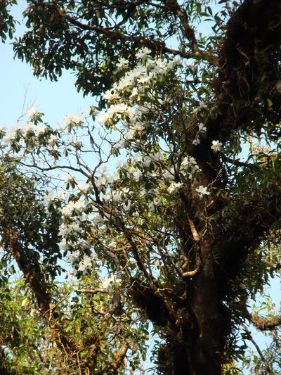 Rhododendron veitchianum, photographed by Jean-Paul Boerekamps