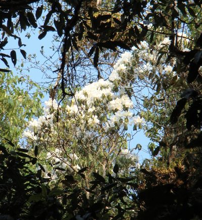 Rhododendron veitchianum, photographed by Jean-Paul Boerekamps