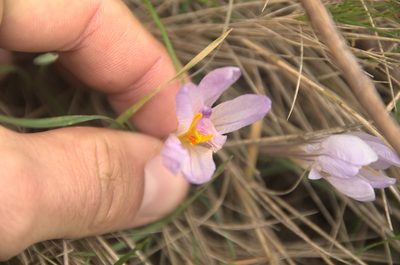 Crocus versicolor, photographed by Ben Costamagna