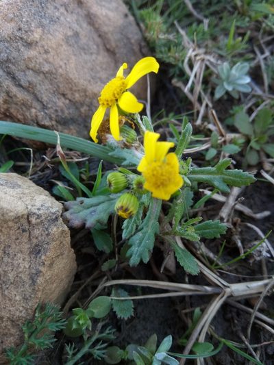 Senecio leucanthemifolius, photographed by Karim Haddad