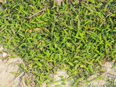 Cyrtococcum patens, photographed by 葉子
