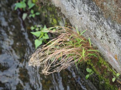 Pogonatherum crinitum, photographed by 葉子