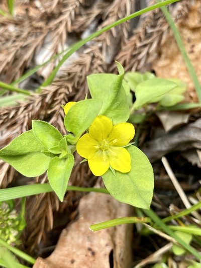 Lysimachia japonica, photographed by りなべる