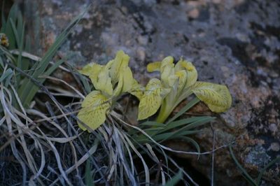 Iris potaninii, photographed by Ochirnima Nimaev