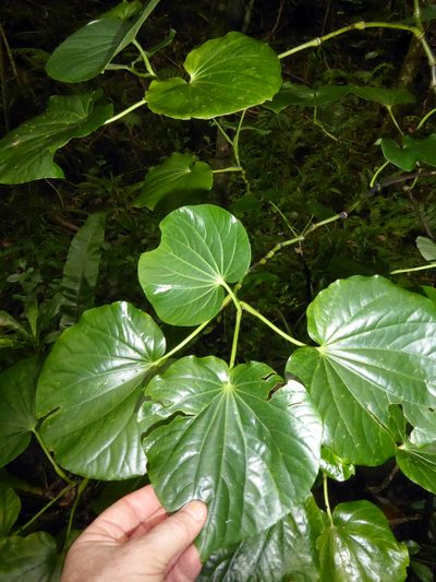 Piper latifolium, photographed by Peter de Lange