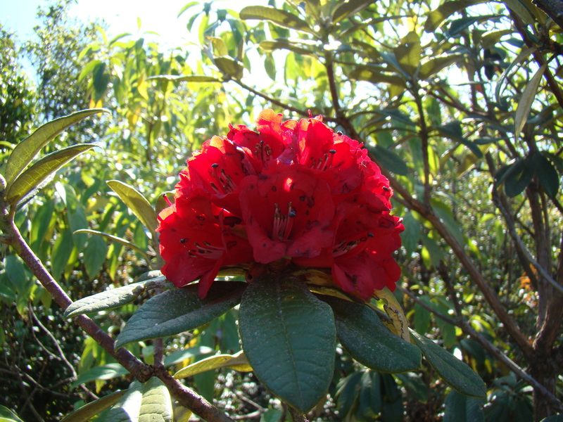 Rhododendron delavayi, photographed by Jean-Paul Boerekamps