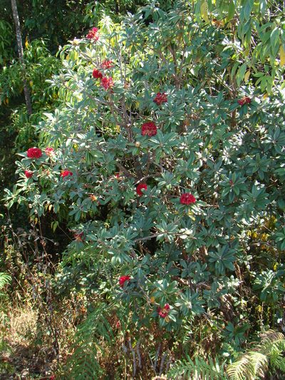 Rhododendron delavayi, photographed by Jean-Paul Boerekamps