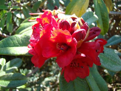 Rhododendron delavayi, photographed by Jean-Paul Boerekamps