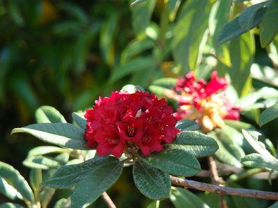 Rhododendron delavayi, photographed by Jean-Paul Boerekamps