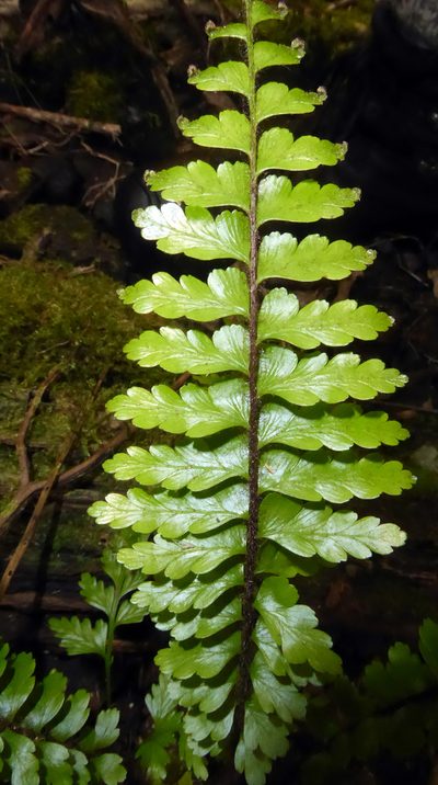 Asplenium caudatum, photographed by Peter de Lange