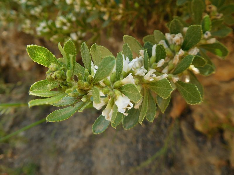 Psoralea lucens, photographed by Charles Stirton