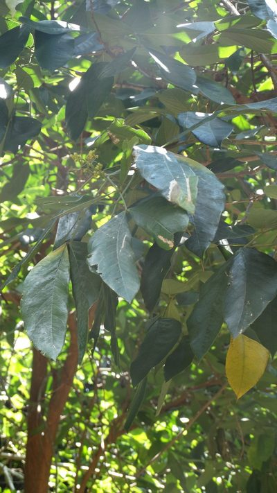 Senna macranthera, photographed by Bruno Henrique Aranda