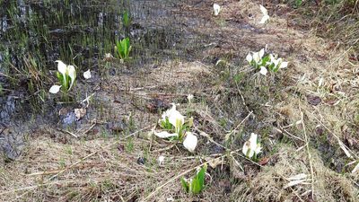 Lysichiton camtschatcensis, photographed by Piermario Maculan