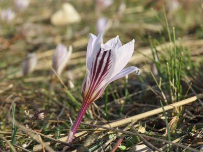 Crocus variegatus, photographed by Emanuele Santarelli
