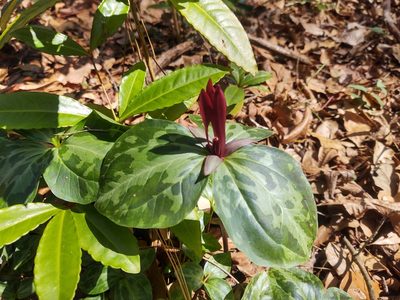 Trillium maculatum, photographed by Lauren Gillett