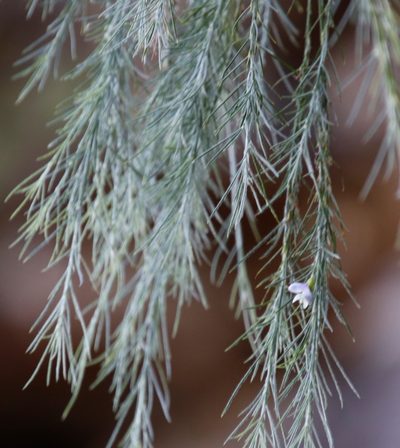 Psoralea gigantea, photographed by Tony Rebelo