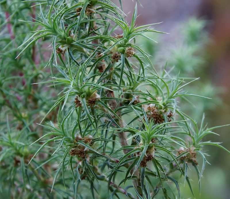 Cliffortia dregeana, photographed by Tony Rebelo