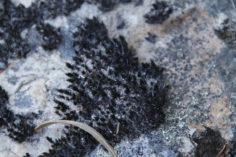 Bucklandiella lamprocarpa, photographed by Tony Rebelo