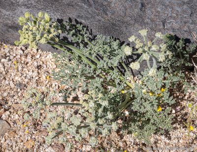 Lomatium mohavense, photographed by Tim Messick