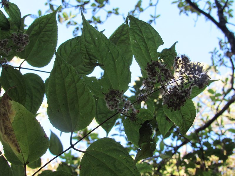 Ageratina areolaris, photographed by Jonathan Rodriguez