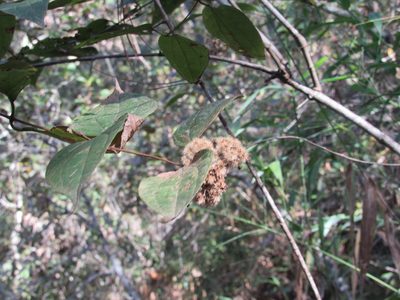 Ageratina areolaris, photographed by Jonathan Rodriguez