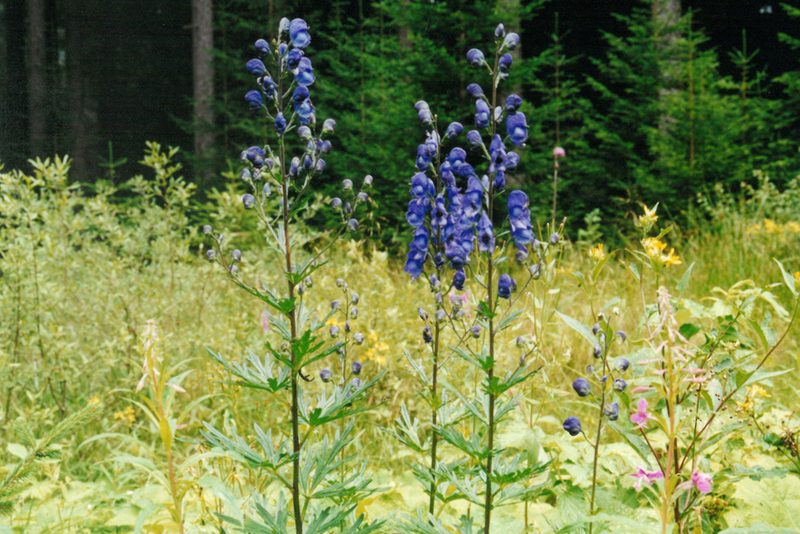 Aconitum plicatum, photographed by Pavel Kacl