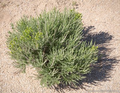 Tetradymia glabrata, photographed by Tim Messick