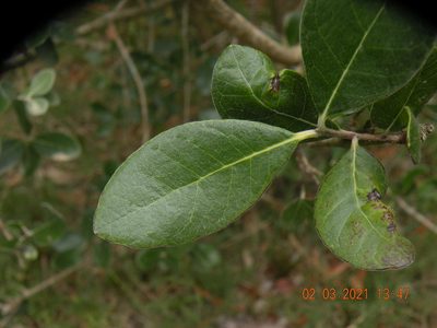 Feijoa sellowiana, photographed by Francisco Liguori