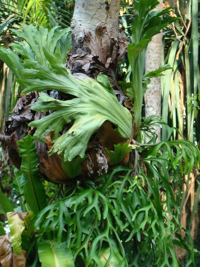 Platycerium coronarium, photographed by Jean-Paul Boerekamps