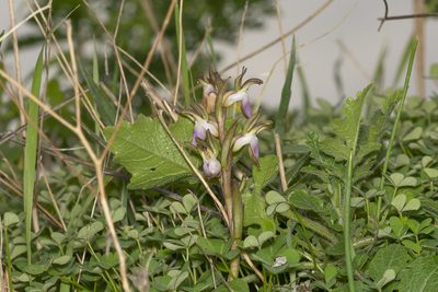 Anacamptis collina, photographed by Eleftherios Katsillis