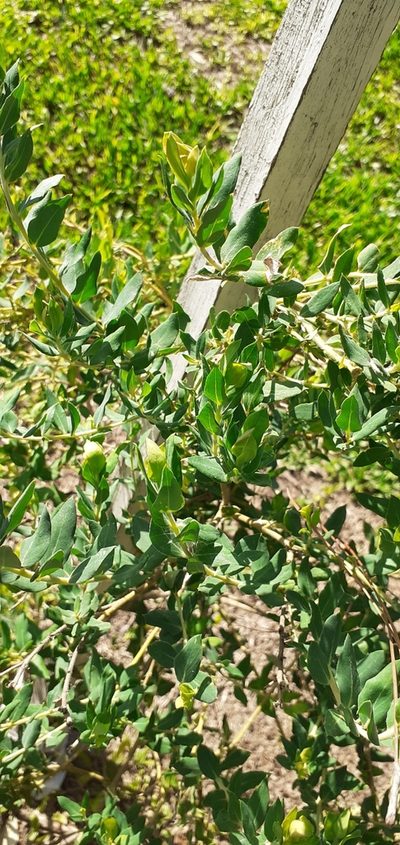 Lathyrus nervosus, photographed by Pablo H Capovilla