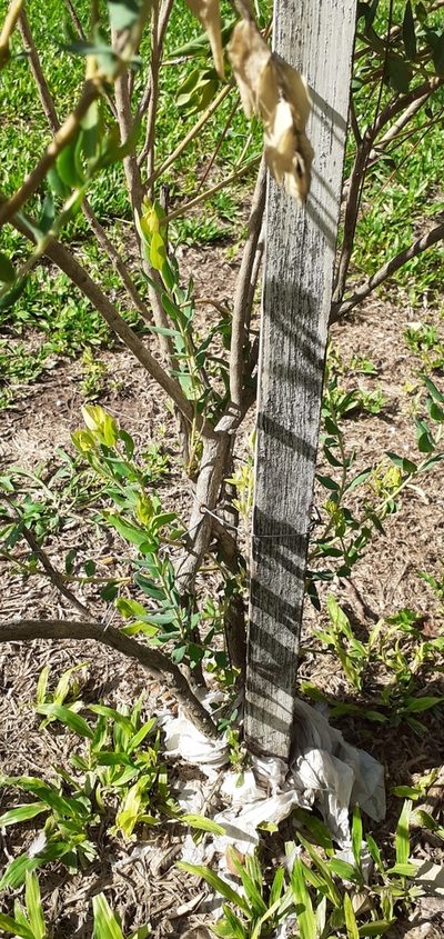 Lathyrus nervosus, photographed by Pablo H Capovilla