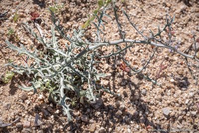 Stephanomeria parryi, photographed by Tim Messick