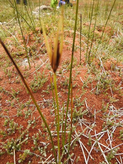 Marsippospermum grandiflorum, photographed by María Regina Silva