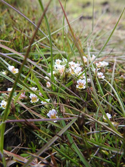 Euphrasia antarctica, photographed by María Regina Silva
