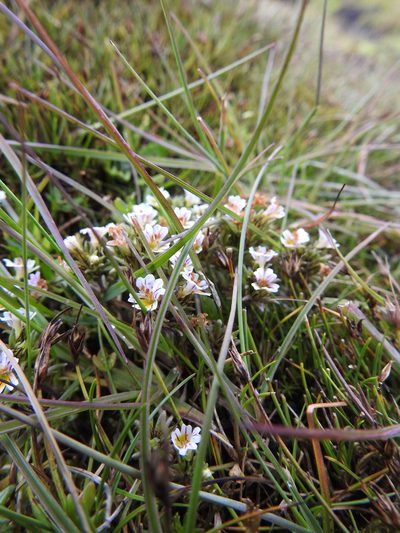 Euphrasia antarctica, photographed by María Regina Silva