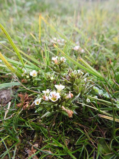 Euphrasia antarctica, photographed by María Regina Silva