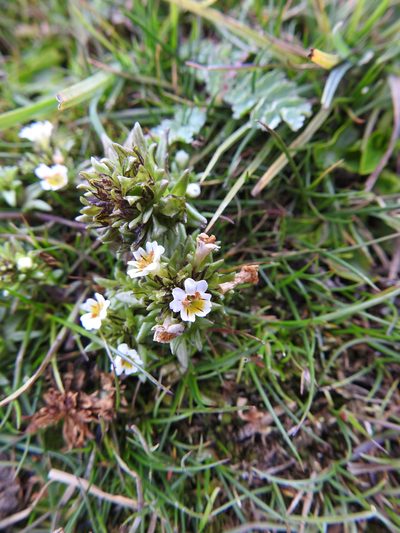 Euphrasia antarctica, photographed by María Regina Silva