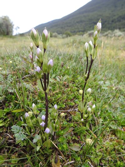 Gentianella magellanica, photographed by María Regina Silva