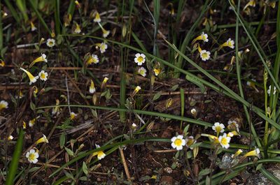 Erythranthe trinitiensis, photographed by Steve Matson