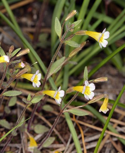 Erythranthe trinitiensis, photographed by Steve Matson