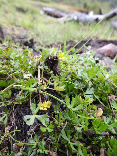 Ranunculus fuegianus, photographed by María Regina Silva