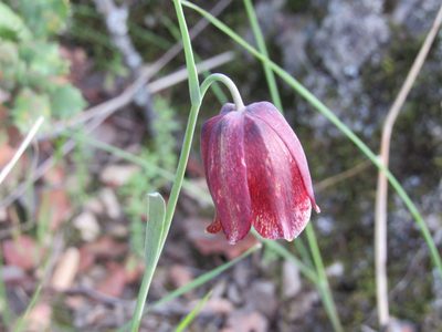 Fritillaria lusitanica, photographed by Santiago Martín-Bravo