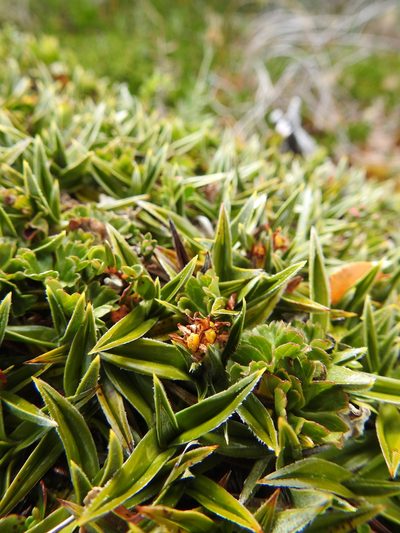 Astelia pumila, photographed by María Regina Silva