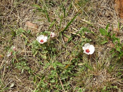 Pavonia cymbalaria, photographed by Guillermo Debandi