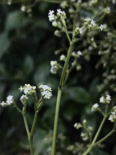 Valeriana clematitis, photographed by Nicolás Baresch Uribe