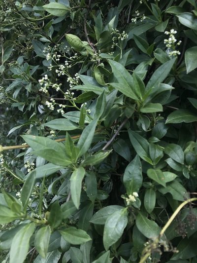 Valeriana clematitis, photographed by Nicolás Baresch Uribe