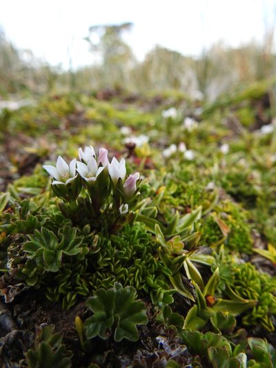 Gentianella magellanica, photographed by María Regina Silva