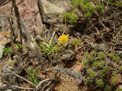 Neja pinifolia, photographed by Guillermo Debandi